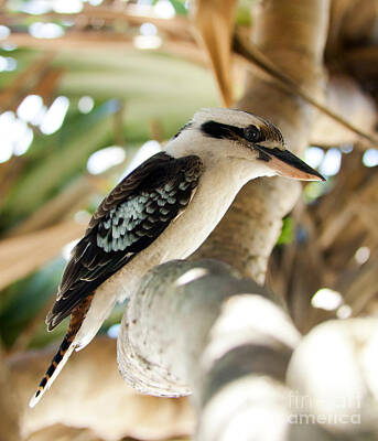 Animals Photos - Kookaburra by THP Creative