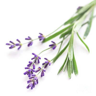 Florals Photos - Lavender 1 by Elena Elisseeva