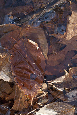 Circle Abstracts - Leaves under Ice by Clifford Pugliese