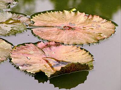 Animals Photos - Lily Pads by Jennifer Wheatley Wolf