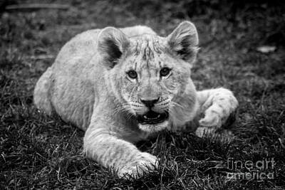 Animals Photos - Lion Cub by David Rucker