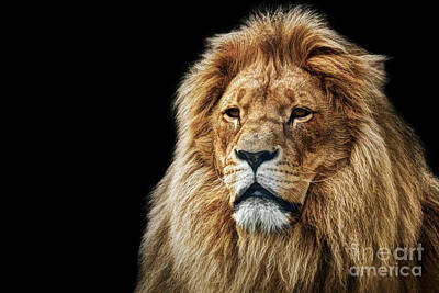 Animals Photos - Lion portrait with rich mane on black by Michal Bednarek