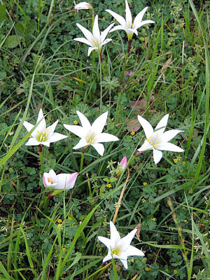 Anne Geddes For Mom - 1 Little Patch of Water Lillys by Kim Pate