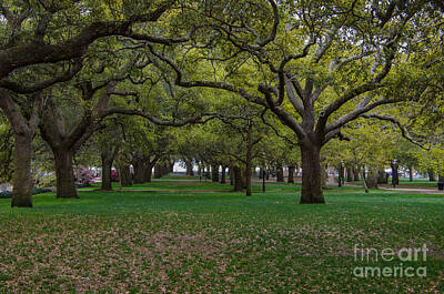 Fruit Photography - Live Oaks by Dale Powell