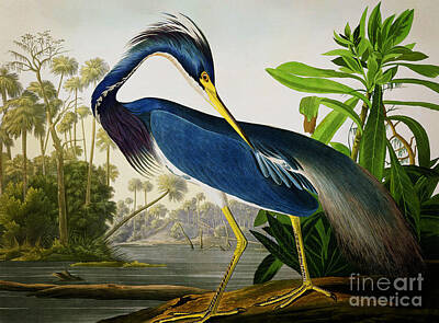 Animals Drawings - Louisiana Heron by Celestial Images