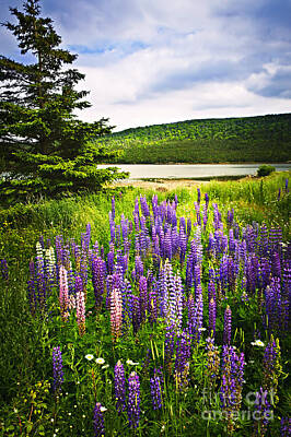 Kitchen Signs - Lupin flowers in Newfoundland 2 by Elena Elisseeva