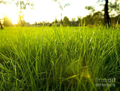 Abstract Landscape Photos - Lush Grass by THP Creative