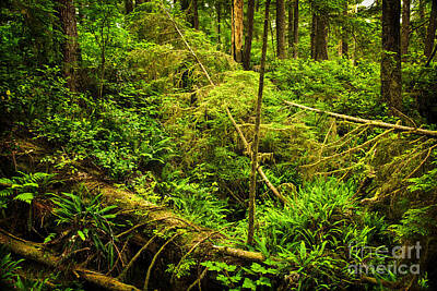 Scary Photographs Royalty Free Images - Lush temperate rainforest 1 Royalty-Free Image by Elena Elisseeva