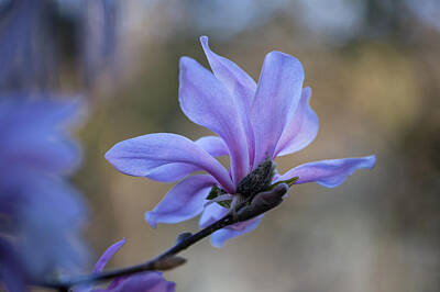 Gaugin - Magnolia  by Pierre Leclerc Photography