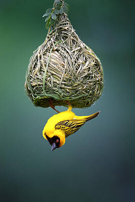 Birds Royalty Free Images - Masked weaver at nest Royalty-Free Image by Johan Swanepoel