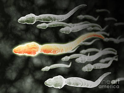 Fleetwood Mac - Microscopic View Of Sperm Traveling by Stocktrek Images