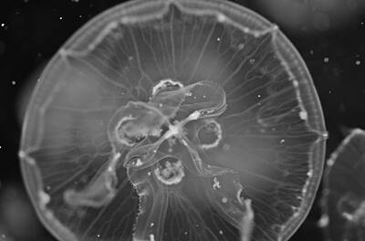 Home For The Holidays Rights Managed Images - Moon Jellyfish - Black and White Royalty-Free Image by Marianna Mills