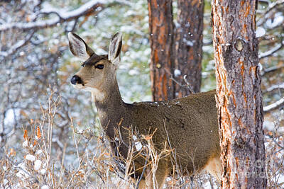 Best Sellers - Steven Krull Royalty-Free and Rights-Managed Images - Mule Deer in Snow by Steven Krull