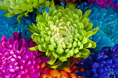 The Beach House Royalty Free Images - Multicolored Chrysanthemums  Royalty-Free Image by Jim Corwin
