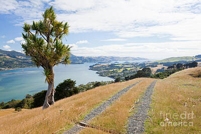 Modern Man Music Royalty Free Images - Otago peninsula coastal landscape Dunedin NZ Royalty-Free Image by Stephan Pietzko