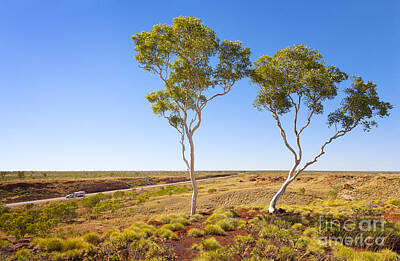 Sultry Flowers - Outback Australia Ghost Gums by Colin and Linda McKie