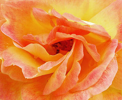 Target Threshold Watercolor - Peach Rose by Allen Beatty