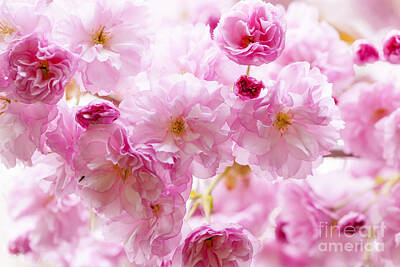 Florals Royalty-Free and Rights-Managed Images - Pink cherry blossoms  1 by Elena Elisseeva