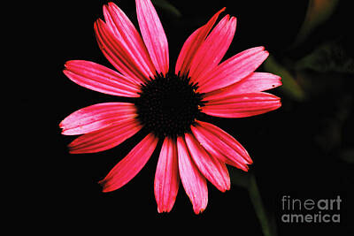 Mans Best Friend Rights Managed Images - Pink Daisy Royalty-Free Image by William Norton