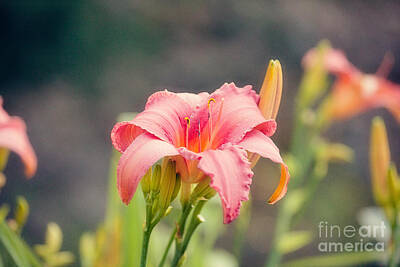 Classic Christmas Movies - Pink Daylily by Erin Johnson