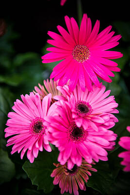 Lucille Ball Rights Managed Images - Pink Gerber Daisy Royalty-Free Image by Courtney Wilson