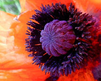 Abstract Flowers Photos - Poppy by Rona Black