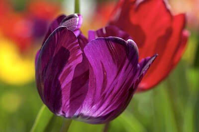 Vintage Tees - Purple Tulip Macro by David Gn