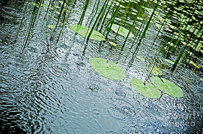 Recently Sold - Lilies Photos - Rain on Pond by THP Creative