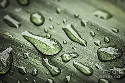 Abstract Photos - Raindrops on leaf 2 by Elena Elisseeva
