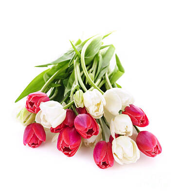 Floral Rights Managed Images - Fresh spring tulips on white Royalty-Free Image by Elena Elisseeva