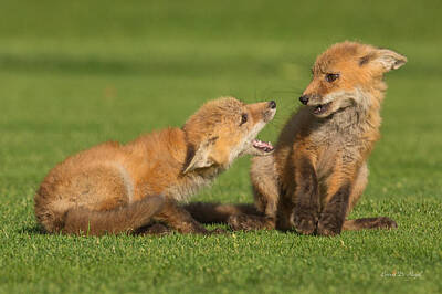Everet Regal Royalty-Free and Rights-Managed Images - Red Fox kits by Everet Regal