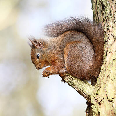 Portraits Photos - Red Squirrel Portrait by Grant Glendinning