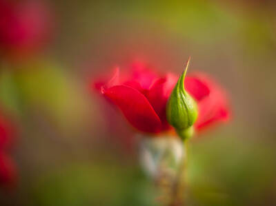 Roses Photos - Rosebud Red Rose by Mike Reid