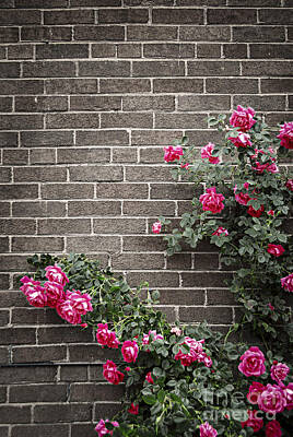 Roses Photos - Roses on brick wall 3 by Elena Elisseeva