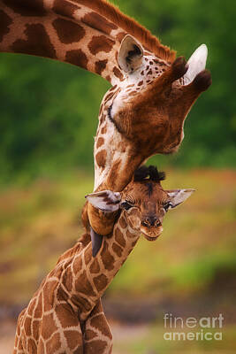 Cartoons Tees - Rothschild Giraffe with calf by Nick  Biemans