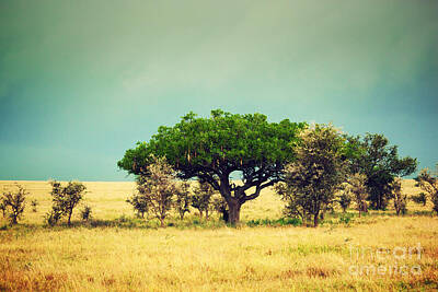 Old Masters Rights Managed Images - Savanna landscape in Africa. Tanzania Royalty-Free Image by Michal Bednarek