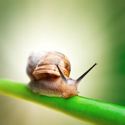 Royalty-Free and Rights-Managed Images - Snail on green stem by Johan Swanepoel