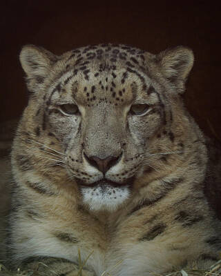 Aloha For Days - Snow Leopard Portrait by Ernest Echols