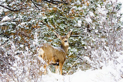 Steven Krull Royalty-Free and Rights-Managed Images - Snowstorm Doe by Steven Krull