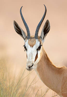 Portraits Royalty-Free and Rights-Managed Images - Springbok portrait by Johan Swanepoel