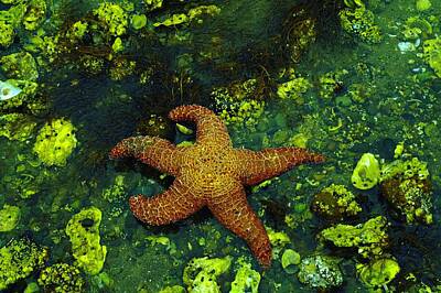 Birds Royalty-Free and Rights-Managed Images - Starfish by Jeff Swan