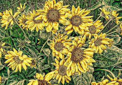 Best Sellers - Sunflowers Digital Art - Sunflowers SD1 by Cathy Anderson
