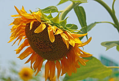 Paint Brush Rights Managed Images - Sunflower Series I Royalty-Free Image by Suzanne Gaff