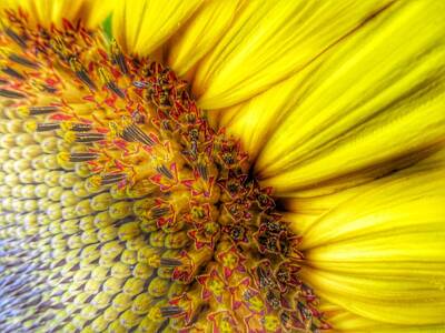 Sunflowers Rights Managed Images - Sunrise Royalty-Free Image by Marianna Mills