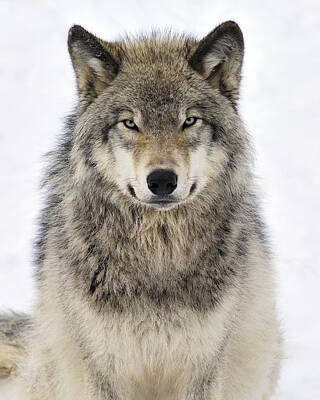 Animals Royalty-Free and Rights-Managed Images - Timber Wolf Portrait by Tony Beck