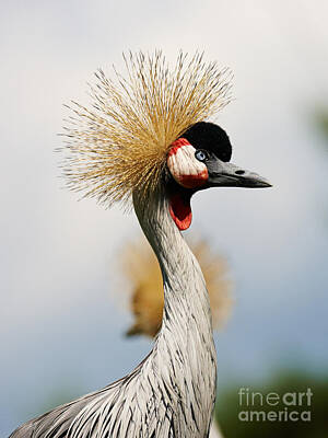 Animals And Earth Rights Managed Images - Two Black Crowned Cranes Royalty-Free Image by Nick  Biemans
