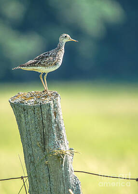 Wilderness Camping - Upland Sandpiper Profile by Cheryl Baxter