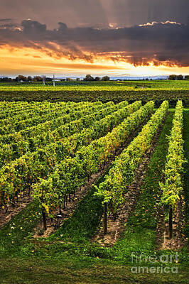 Wine Royalty-Free and Rights-Managed Images - Vineyard at sunset by Elena Elisseeva