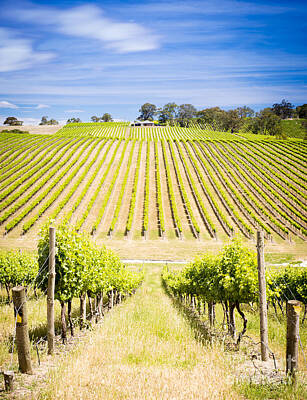 Wine Royalty-Free and Rights-Managed Images - Vineyard by THP Creative
