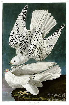 Animals Drawings - White Falcon  by Celestial Images